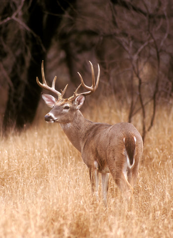 White Tailed Deer, Choke Canyon State Park, Texas