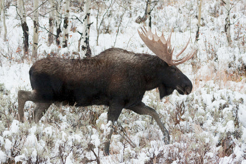 Shiras Bull Moose, Autumn Snow II