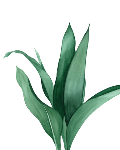 Tropical Leaves IV (long leaf)