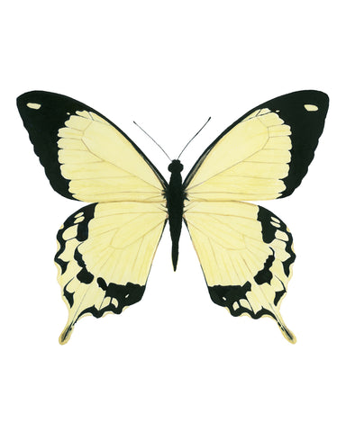 Yellow and Black Butterfly - Papilio Dardanus Butterfly