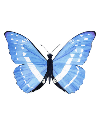 Light Blue and White Butterfly - Morpho Cypris Butterfly