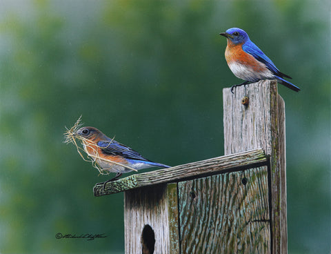 Nesting Bliss - Bluebirds
