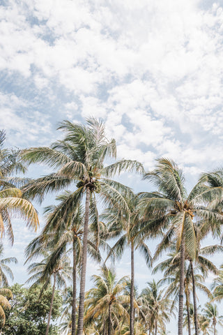 Florida Palms