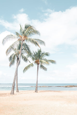 Three Palms Near the Ocean