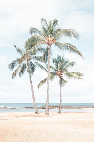 Three Hawaiian Palms