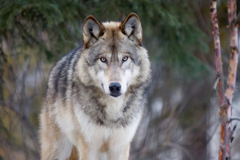 Alaska Wolf