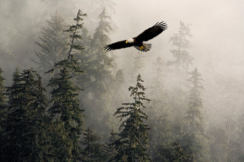Bald Eagle Flying Through Misty Tongass National Forest, Alaska