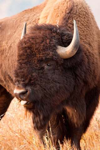 American Bison, Teton National Park, Wyoming II