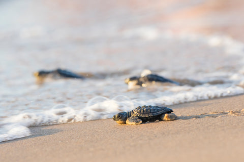 Kemp's Ridley Sea Turtle Hatchlings