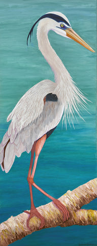 Female Great Blue Heron in Mating Plumage