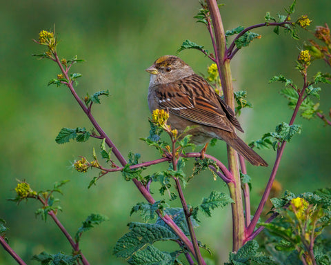 Gold-Crowned Sparrow