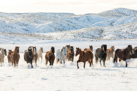 Cowboy Horse Drive, Hideout Ranch, Shell, Wyoming