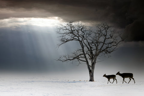 Frozen Journey