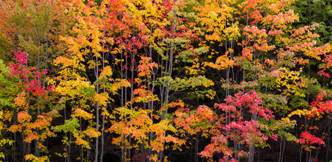 Autumn Color Burst
