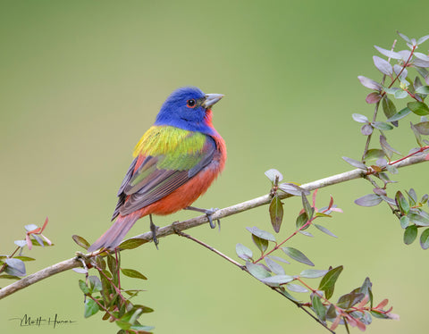 Painted Bunting