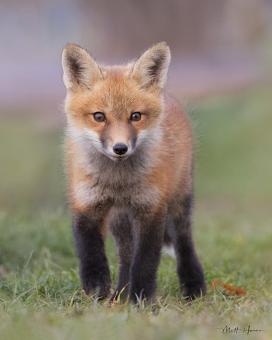 Fox