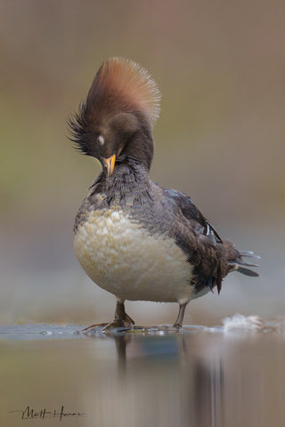 Female Hooded Merganser