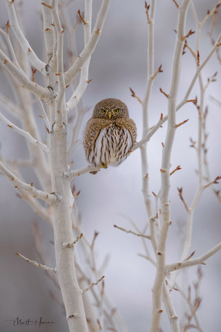 Northern Pygmy Owl and Tree Buds