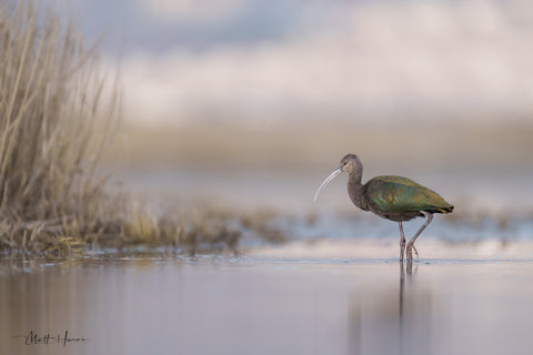 White-faced Ibis