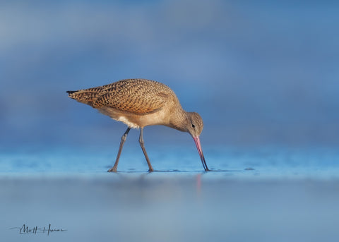 Marbled Godwit