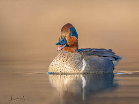 Green-winged Teal
