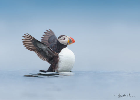 Puffin Flaps Wings