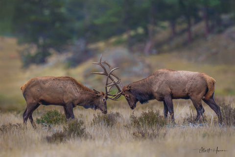 Elk Facing Off