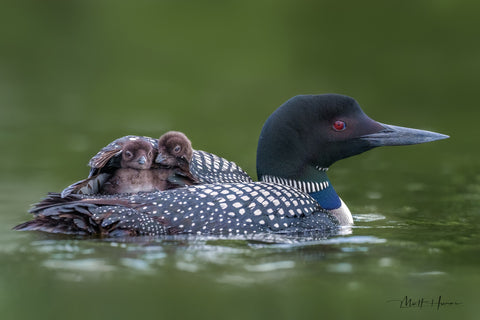 Loon Chicks under Mom's Wing