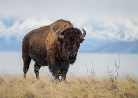 Bison