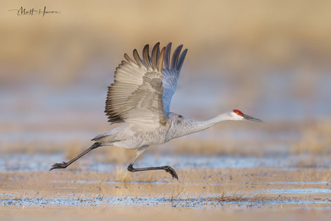 Sandhill Crane Takeoff