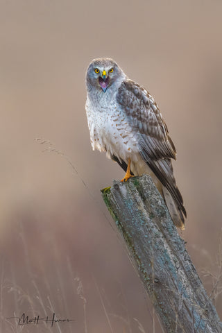 Male Northern Harrier on Post