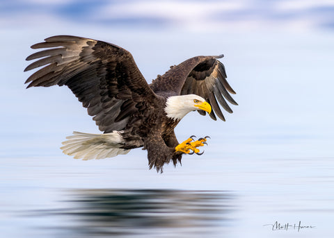 Bald Eagle Streaking