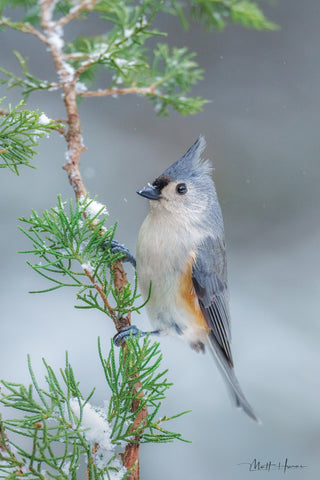 Tufted Titmouse on Juniper in Snow Landscape