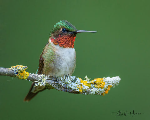 Male Ruby-throated Hummingbird on Mossy Perch