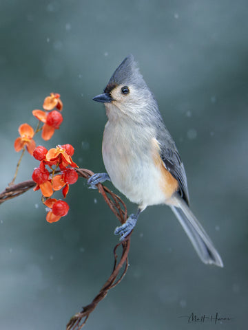 Tufted Titmouse with Berries and Snow