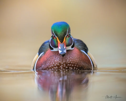 Facing Off with Wood Duck