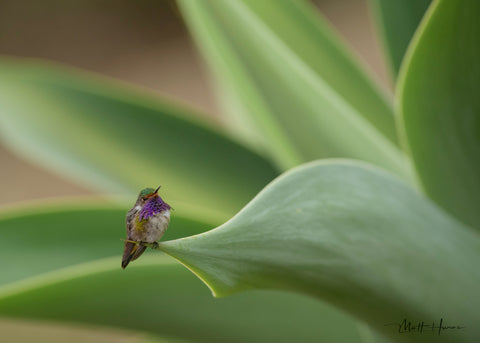 The Tiny Volcano Hummingbird