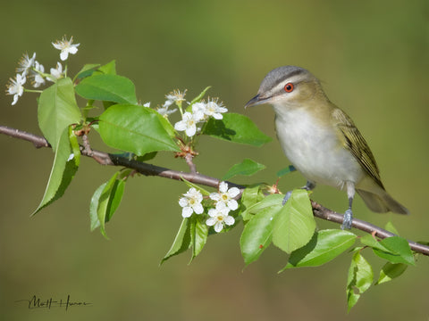 Red-eyed Vireo on Wildflower