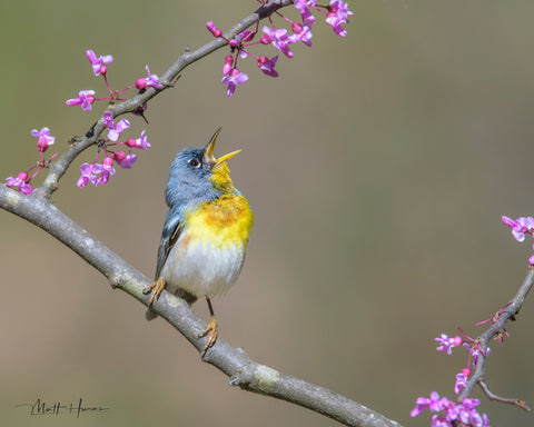 Northern Parula Singing