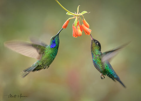Cooperating Hummingbirds