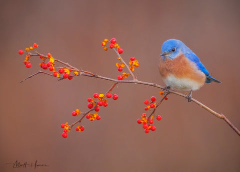 Bluebird on Berries