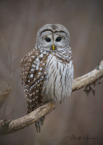 Barred Owl on Bare Branch