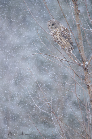 Barred Owl Hunting in Snow