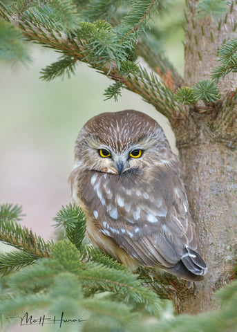 Saw-whet Owl