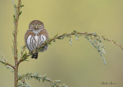 Northern Pygmy Owl