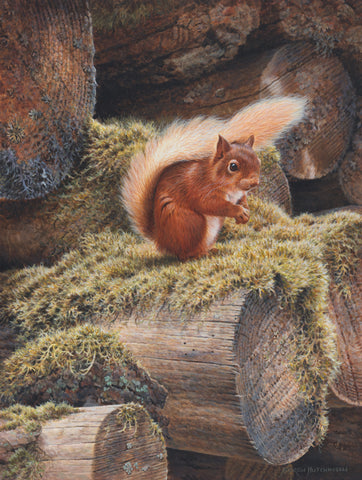 Red Squirrel