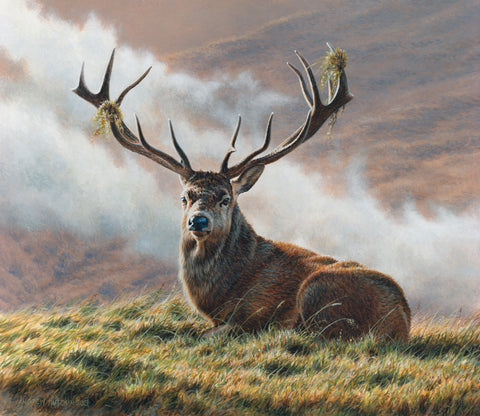 Stag