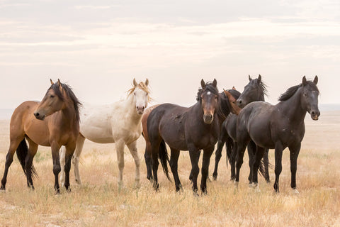 Wild Horses, Tooele County, Utah
