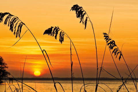 Sunrise and Sea Oats