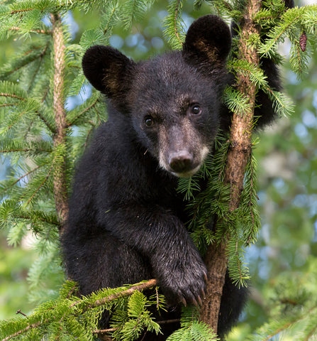 Black Bear Cub, Minnesota